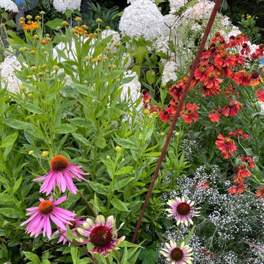 Angie's garden
