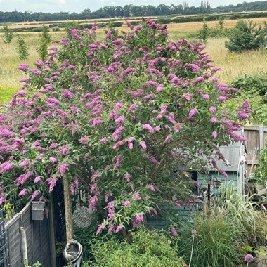 Angie's garden