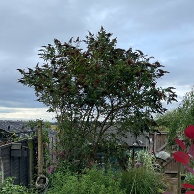 Angie's garden