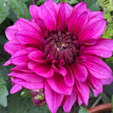Angie's garden