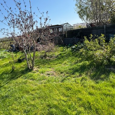 Angie's garden