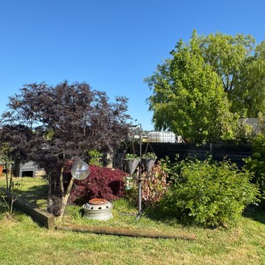 Angie's garden