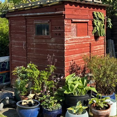 Angie's garden