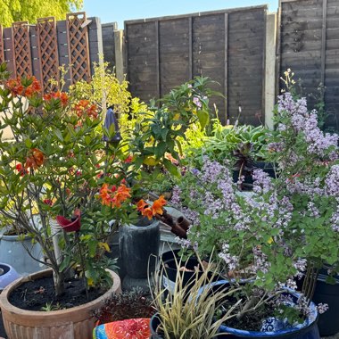 Angie's garden