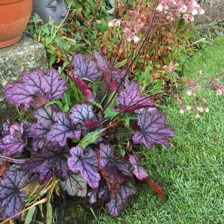 Plant image Heuchera 'Spellbound'