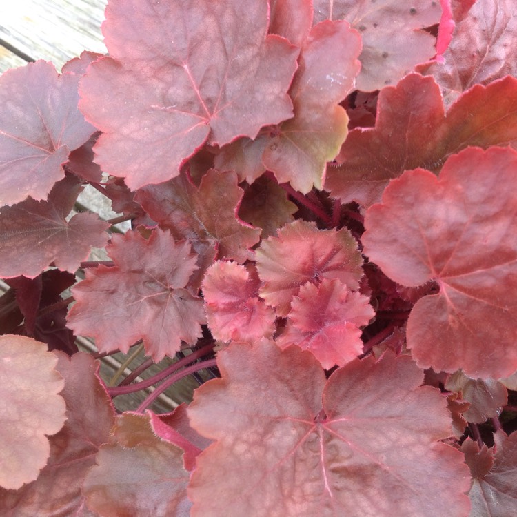Plant image Heuchera 'Cherry Cola'
