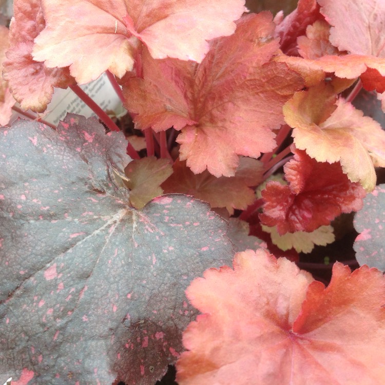 Plant image Heuchera 'Galaxy'