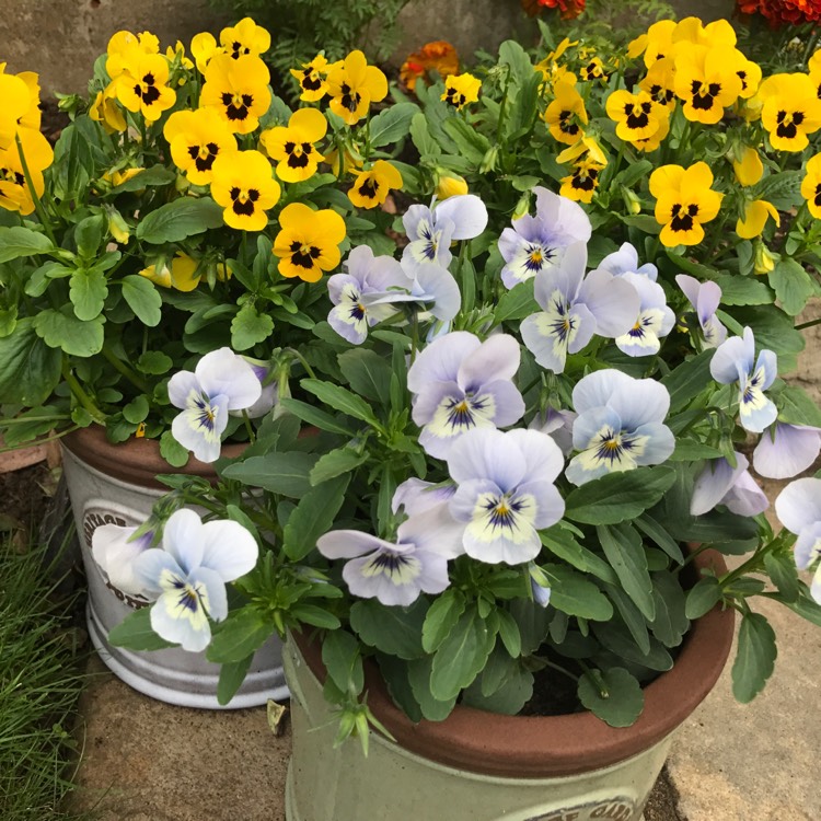 Plant image Viola cornuta 'Penny Marina'