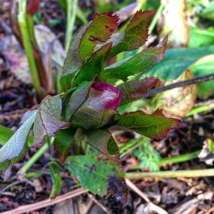 plant image 323280