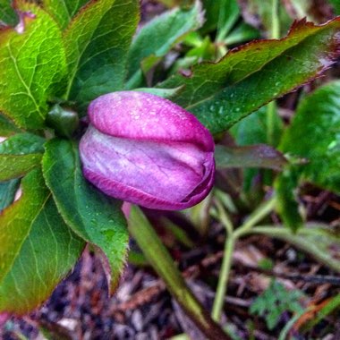 Hellebore