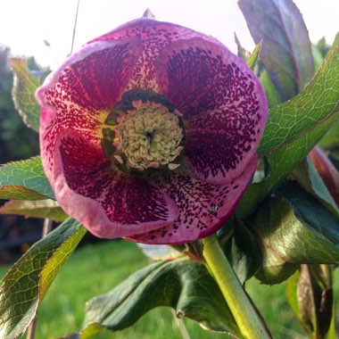 Hellebore