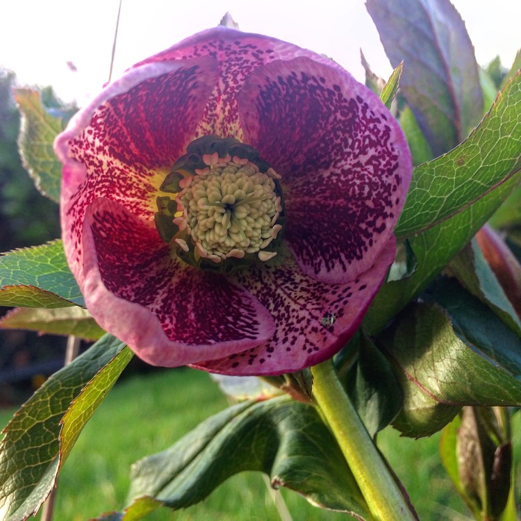 plant image 329628