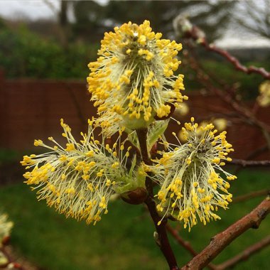 Pussy Willow