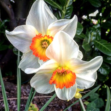 Daffodil