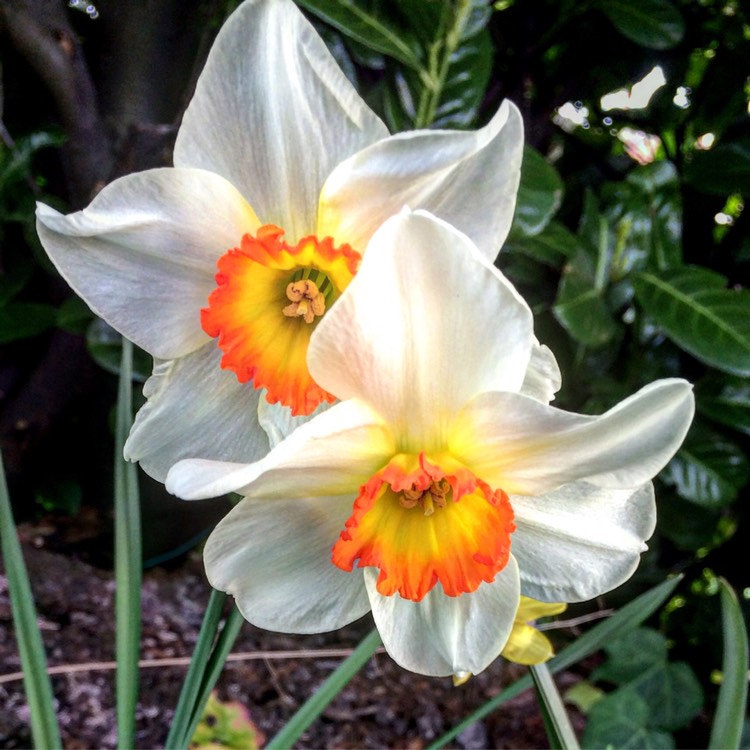 plant image 345613