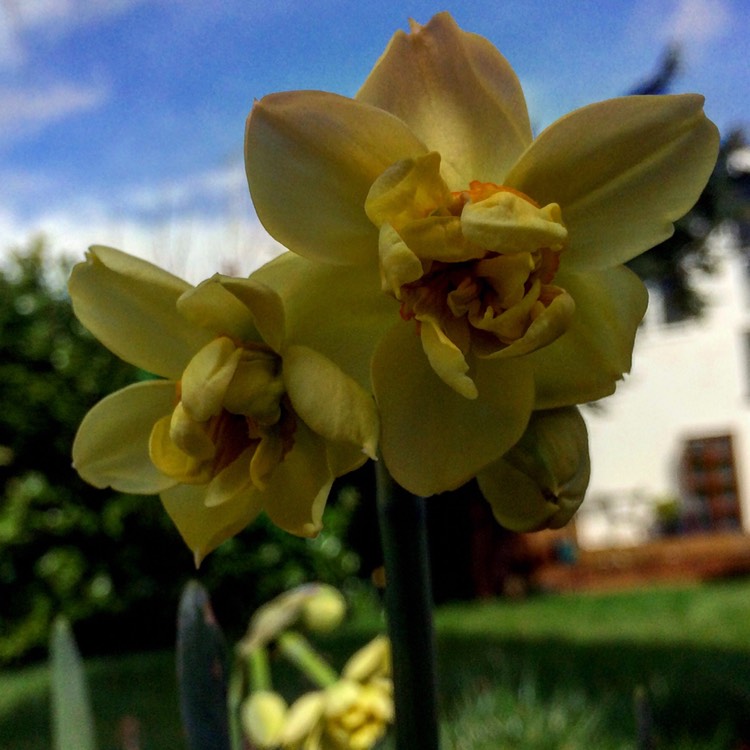 plant image 345617