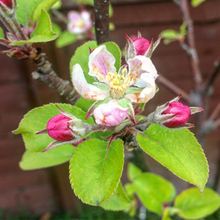 Plant image Malus domestica 'Elstar'