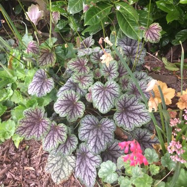 Alumroot