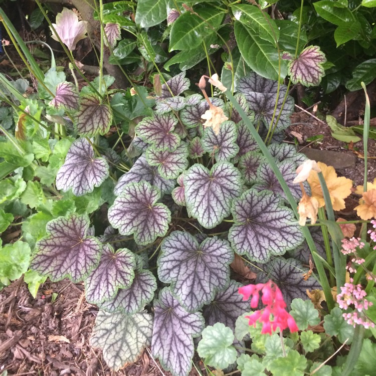 plant image 409048