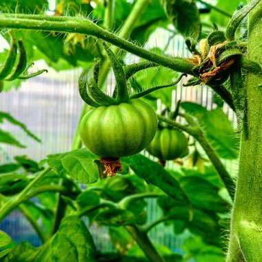 Tomato 'Super Marmande'