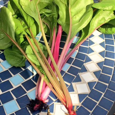 Swiss Chard