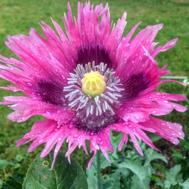 Peony Poppy 'Candy Floss'