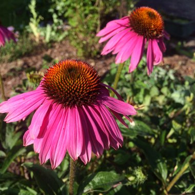 Coneflower 'Magnus'