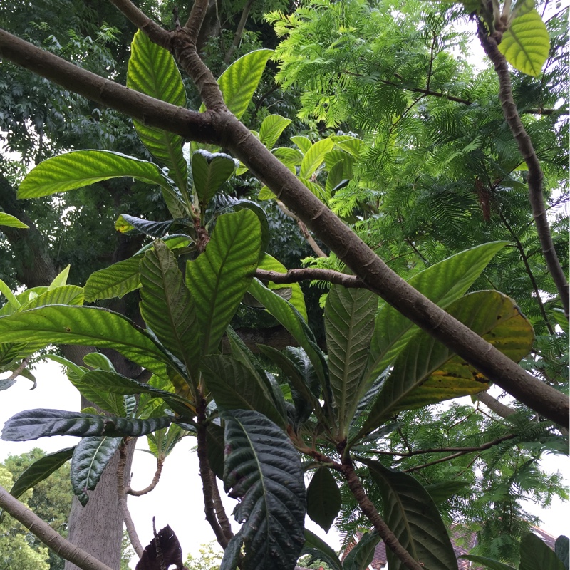 plant image 159202