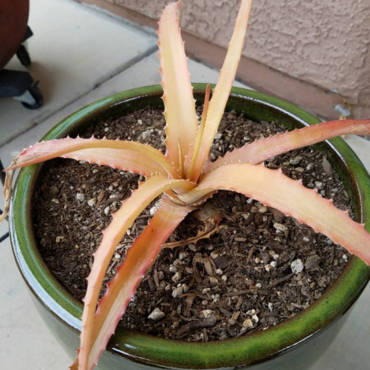 Plant image Hechtia macdouhalii
