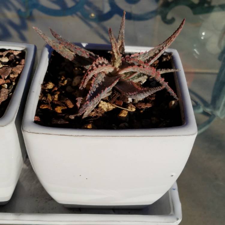 plant image 610370