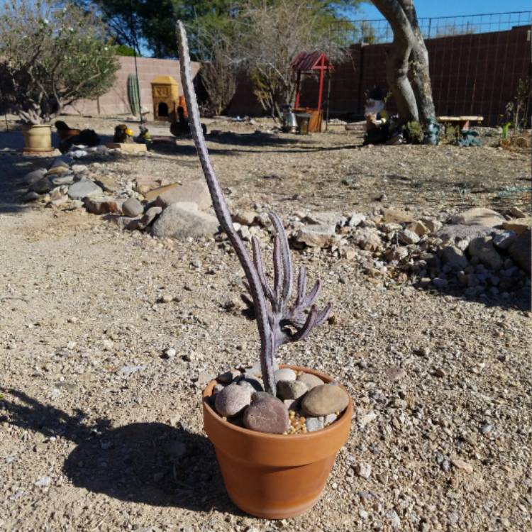 plant image 613215