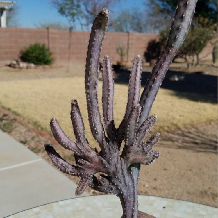 Plant image Monvillea Spegazzinii Cristata