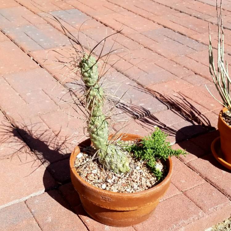 plant image 628398