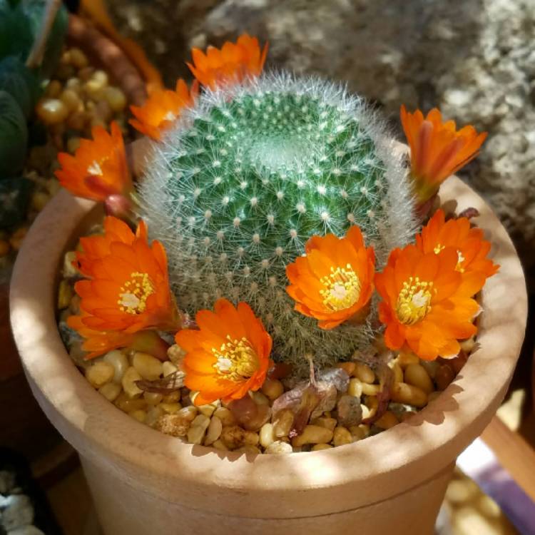 plant image 712133