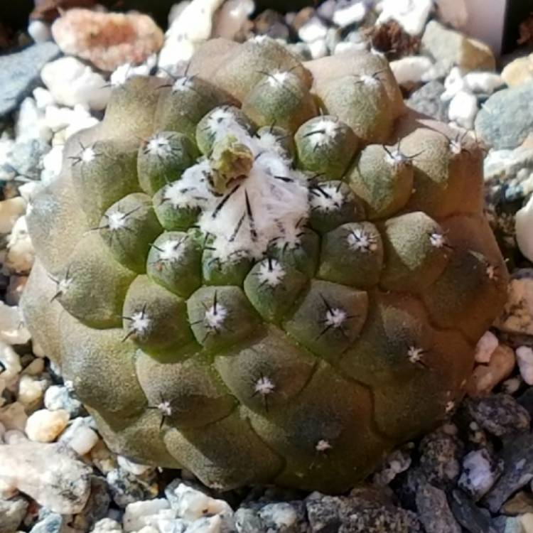Plant image Copiapoa hypogaea