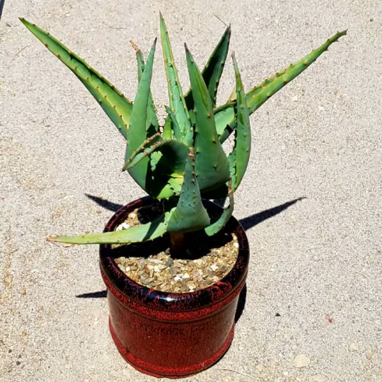 plant image 731817