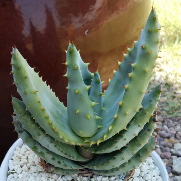 Plant image Aloe marlothii