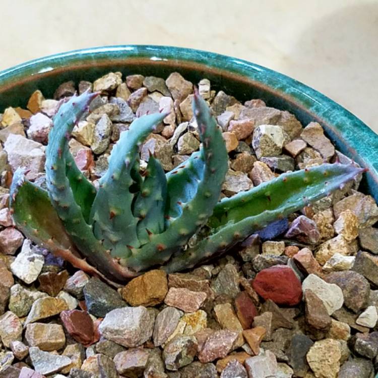 plant image 731850