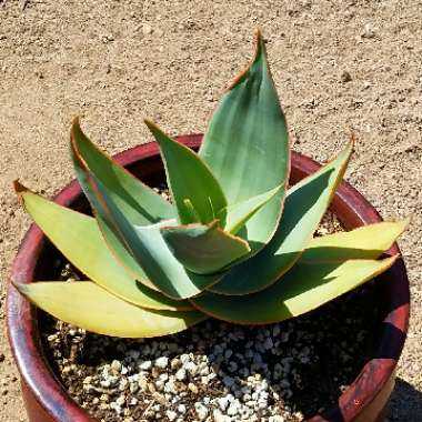 Aloe Striata