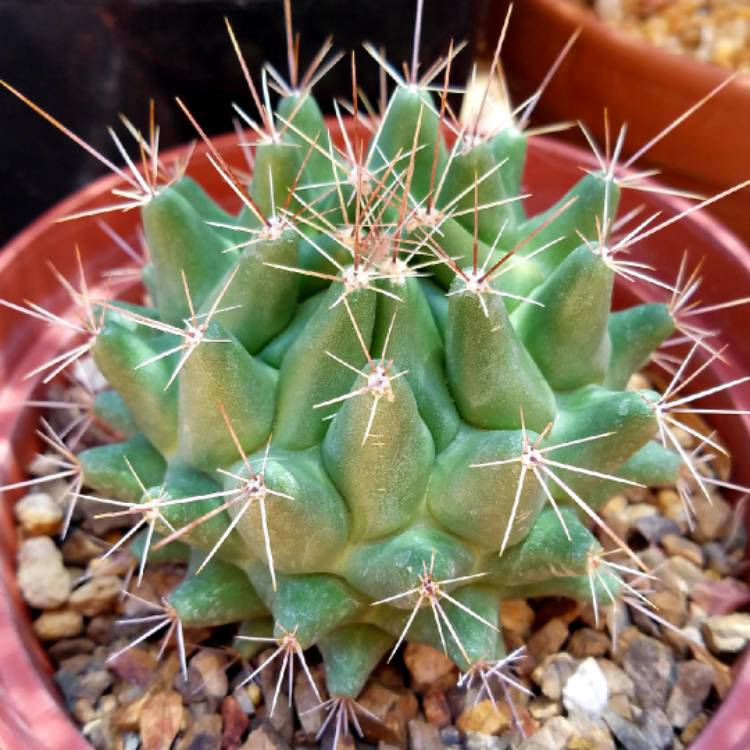 plant image 821603