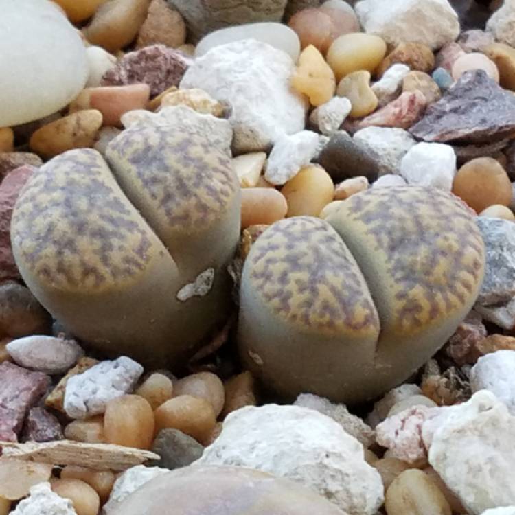 plant image 833862
