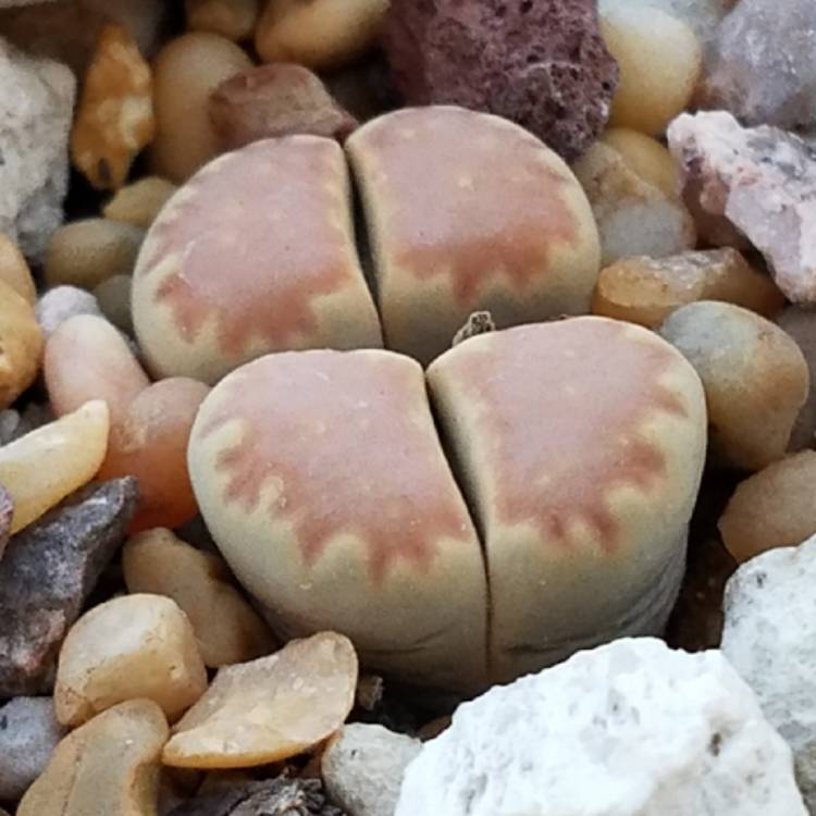 plant image 833864