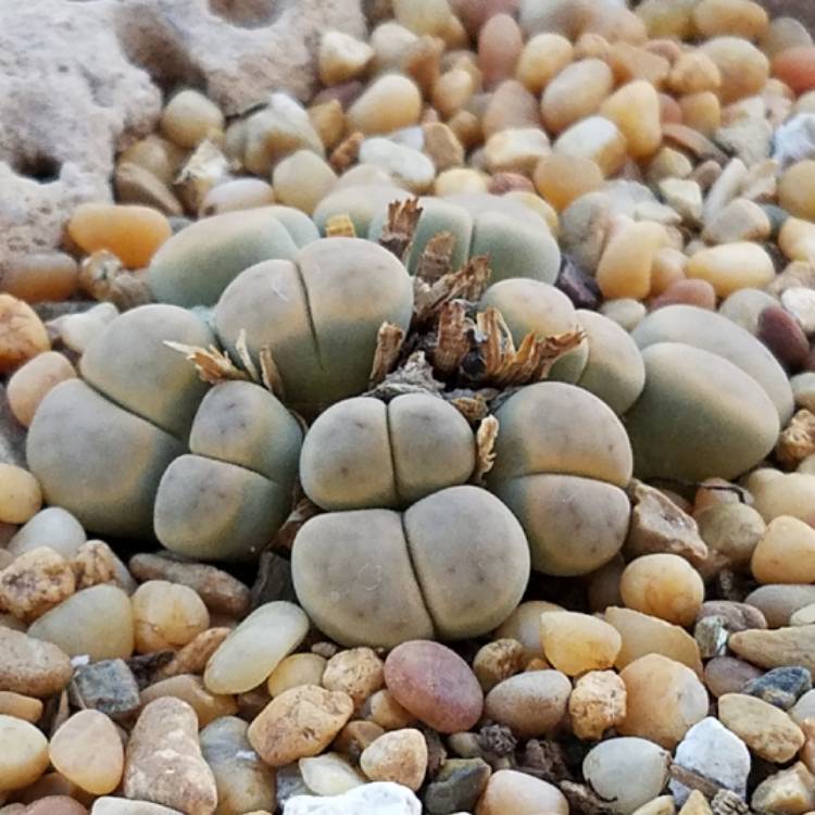 plant image 833865