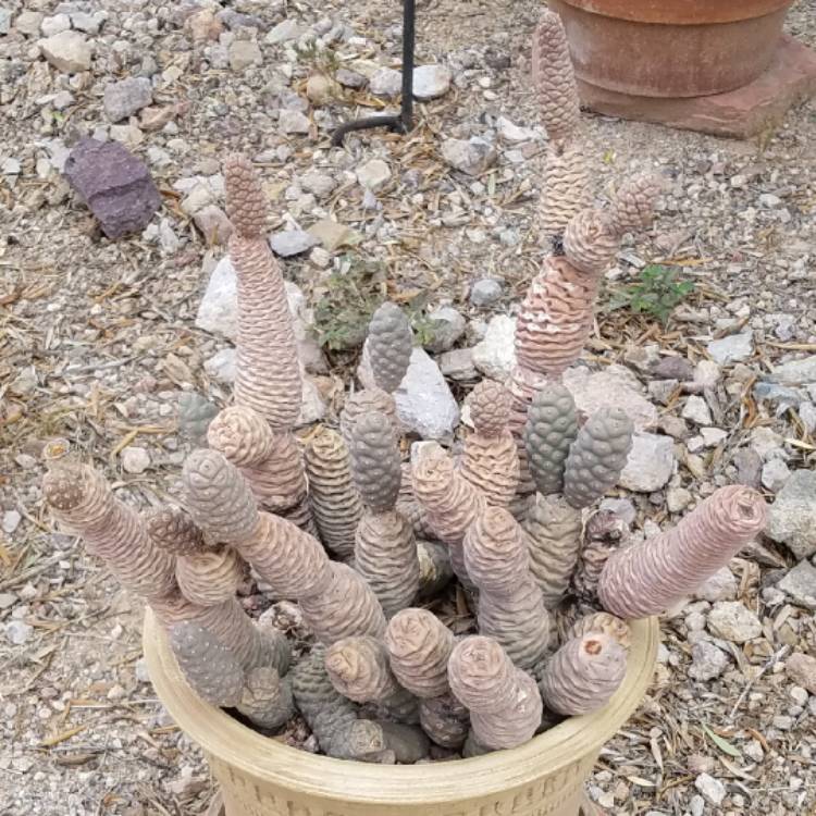 Plant image Tephrocactus articulatus 'Strobiliformis' syn. Tephrocactus articulatus var. strobiliformis