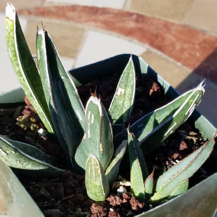 plant image 841703