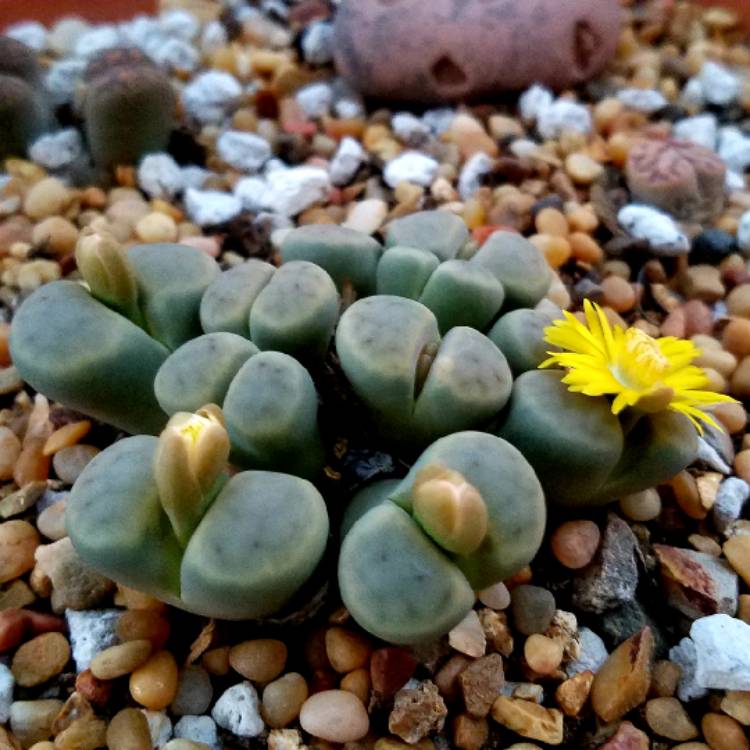 plant image 884229
