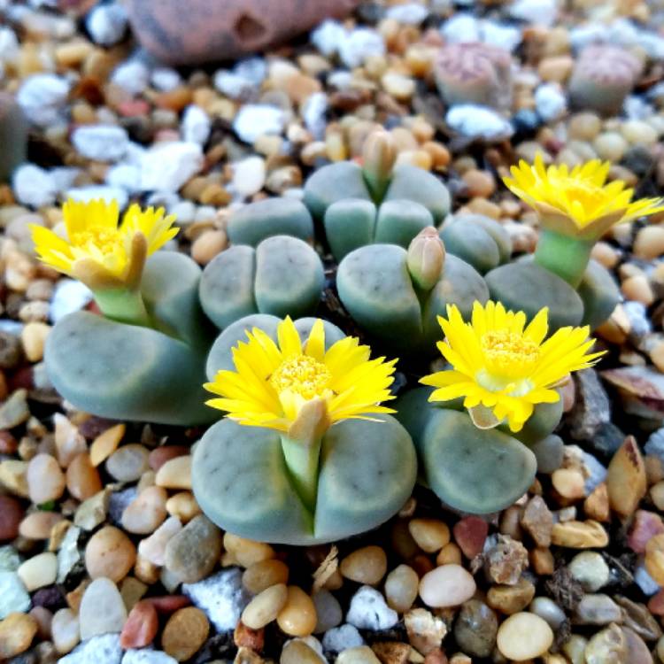 plant image 885554