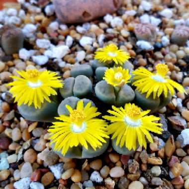 Lithops Schwantesii var. 'Marthae'
