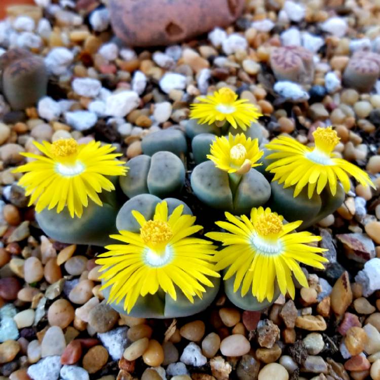 Plant image Lithops Schwantesii var. 'Marthae'