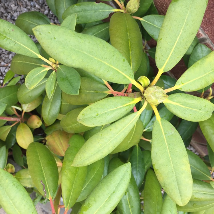 Plant image Rhododendron 'Eucharitis'